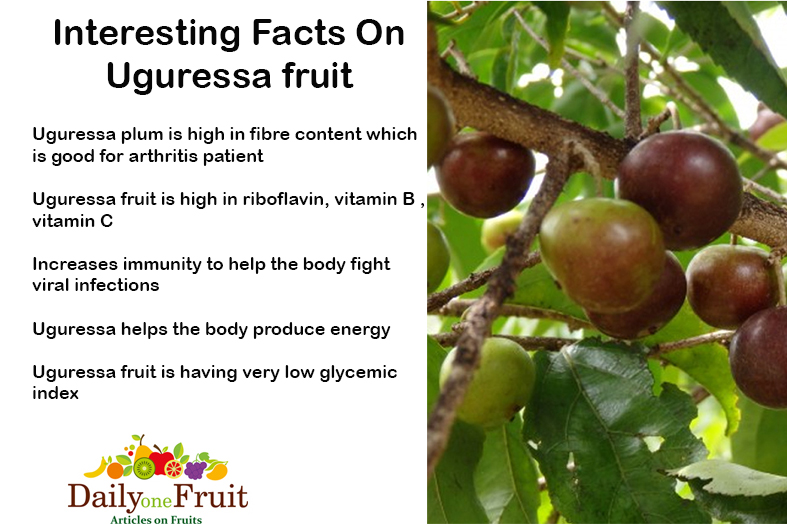 Interesting Facts ON Uguressa fruit