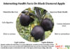 Interesting Health Facts On Black Diamond Apple Interesting-Facts-On-Black-Diamond-Apple