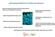 Interesting Health Facts On Blue Java Banana Interesting-Facts-On-Blue-Java-Banana