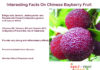 Interesting Health Facts On Chinese Bayberry Fruit Interesting-Facts-On-CHINESE-BAYBERRY-FRUIT