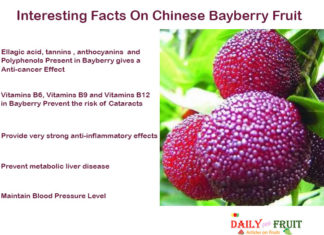 Interesting Health Facts On Chinese Bayberry Fruit Interesting-Facts-On-CHINESE-BAYBERRY-FRUIT