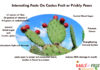 Interesting Health Facts On Prickly pears Interesting-Facts-On-Cactus-Fruit