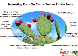 Interesting Health Facts On Prickly pears Interesting-Facts-On-Cactus-Fruit