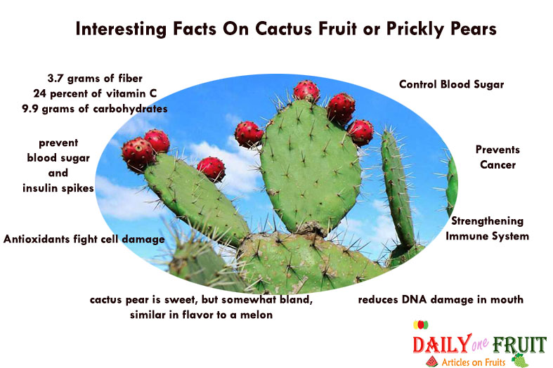 Interesting Facts On Cactus Fruit 