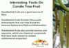 Interesting Facts On Candle Tree Fruit Interesting-Facts-On-Candle-Tree-Fruit
