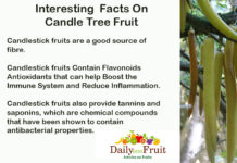 Interesting Facts On Candle Tree Fruit Interesting-Facts-On-Candle-Tree-Fruit