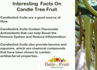 Interesting Facts On Candle Tree Fruit Interesting-Facts-On-Candle-Tree-Fruit