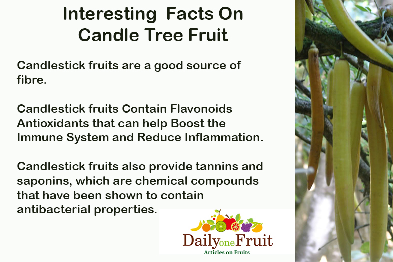 Interesting-Facts-On-Candle-Tree-Fruit