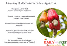 Interesting Health Facts On Cashew Apple Interesting-Facts-On-Cashew-Apple