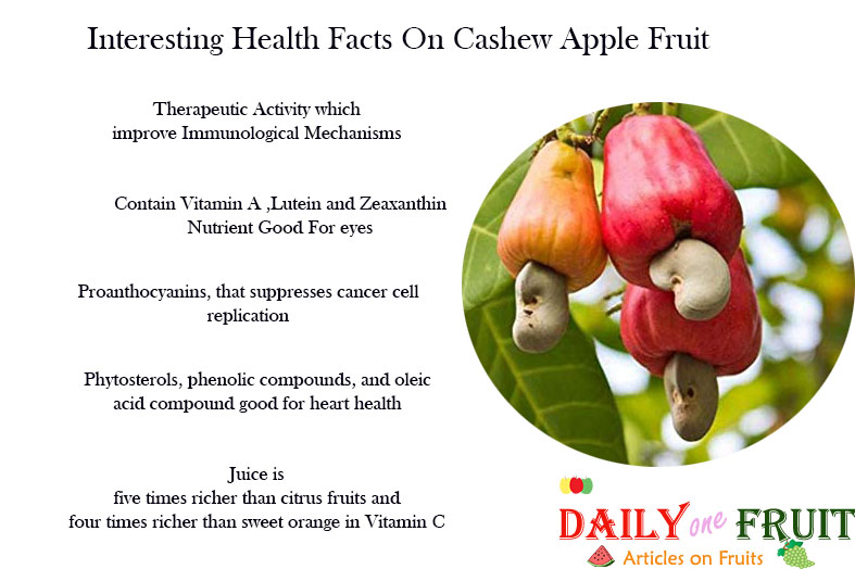 Interesting-Facts-On-Cashew-Apple