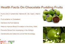 Interesting Facts On Chocolate Pudding Fruit Interesting Facts On Chocolate Pudding Fruit