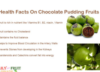 Interesting Facts On Chocolate Pudding Fruit Interesting Facts On Chocolate Pudding Fruit