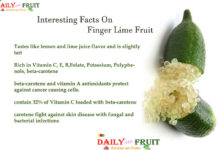 Interesting Facts On Finger Lime Fruit Interesting Facts On Finger Lime Fruit