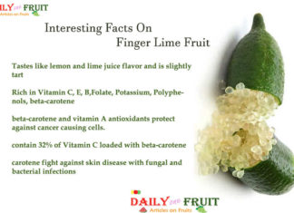 Interesting Facts On Finger Lime Fruit Interesting Facts On Finger Lime Fruit