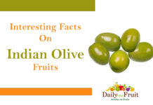 Health Benefits On Olive fruit Interesting Facts On Indian Olive Fruits