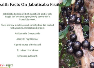 Interesting Health Facts On Jabuticaba Fruit Interesting-Facts-On-JABUTICABA-FRUIT