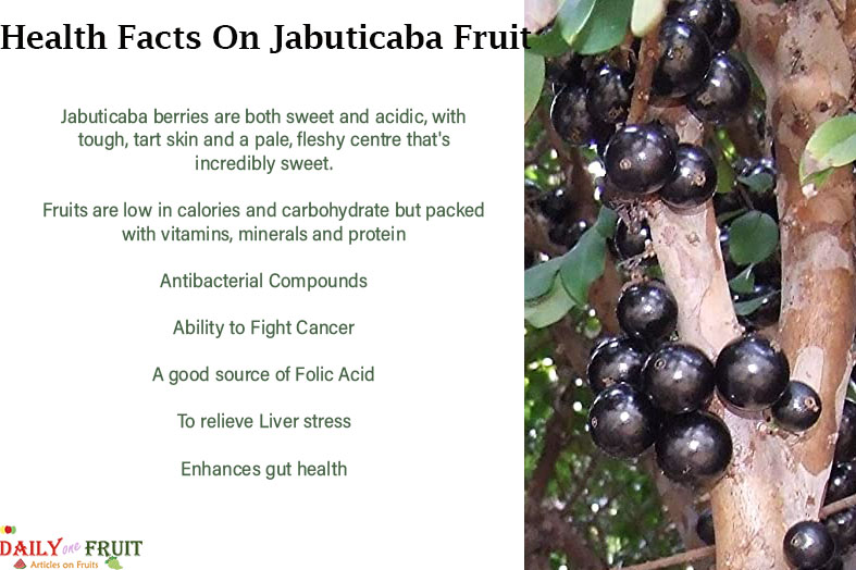 Interesting-Facts-On-JABUTICABA-FRUIT