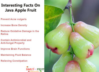 Interesting Health Facts On Java Apple Fruit Interesting-Facts-On-Java-Apple-Fruit