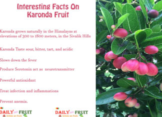 Interesting Facts On Karonda Fruit Interesting-Facts-On-Karonda-Fruit
