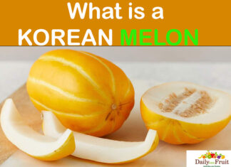 Interesting Facts On Korean Melon Interesting-Facts-On-Korean-Melon