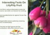 Interesting Facts On LillyPilly Fruits Interesting Facts On LillyPilly Fruits