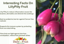 Interesting Facts On LillyPilly Fruits Interesting Facts On LillyPilly Fruits