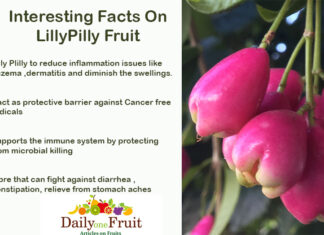 Interesting Facts On LillyPilly Fruits Interesting Facts On LillyPilly Fruits