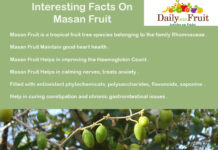 Interesting Facts On Masan Fruit Interesting Facts On Masan Fruit
