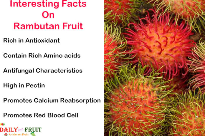 Interesting Facts On Rambutan Fruits - dailyonefruit