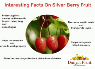 Interesting Facts On Silver Berrry Interesting Facts On Silver berrry