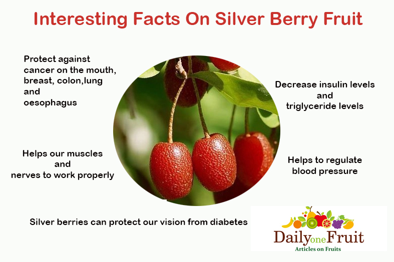 Interesting Facts On Silver berrry