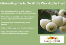 Facts On Wax apple Jamun Interesting Facts On Wax apple Jamun