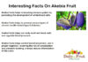 Interesting Facts On Akebia Fruit Interesting-Facts-On-akebia-fruit