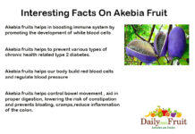 Interesting Facts On Akebia Fruit Interesting-Facts-On-akebia-fruit