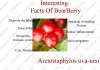 Amazing Benefits of Bearberry Amazing Benefits of Bearberry