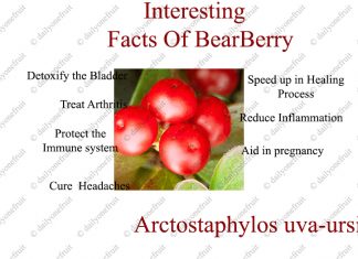 Amazing Benefits of Bearberry Amazing Benefits of Bearberry
