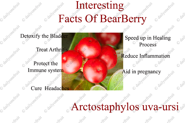 Amazing Benefits of Bearberry