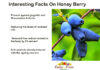 Interesting Facts On Honey Berry Fruit Interesting-Facts-on-Honey-Berry