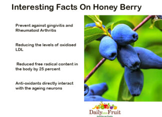 Interesting Facts On Honey Berry Fruit Interesting-Facts-on-Honey-Berry