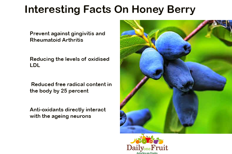 Interesting-Facts-on-Honey-Berry