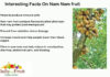 Interesting Facts on Nam Nam Fruit Interesting facts on nam nam fruit