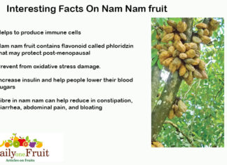 Interesting Facts on Nam Nam Fruit Interesting facts on nam nam fruit