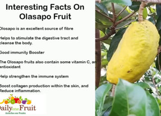 Interesting Facts on Olasapo Fruit Interesting facts on olasapo fruit