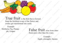 What are True Fruits and False Fruits True Fruit And False Fruit