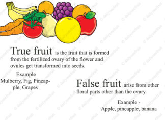 What are True Fruits and False Fruits True Fruit And False Fruit