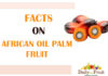 Facts On Oil Palm Fruit african oil palm fruit