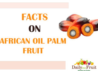 Facts On Oil Palm Fruit african oil palm fruit