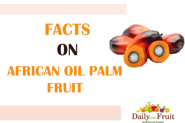 african oil palm fruit