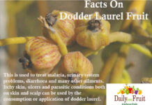 Facts On Dodder Laurel Fruit facts On Dodder laurel fruit
