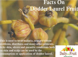 Facts On Dodder Laurel Fruit facts On Dodder laurel fruit